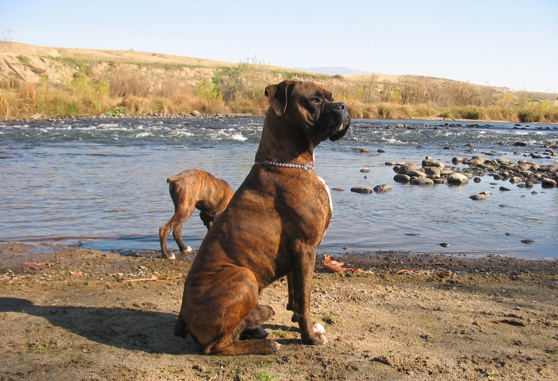 Boxer